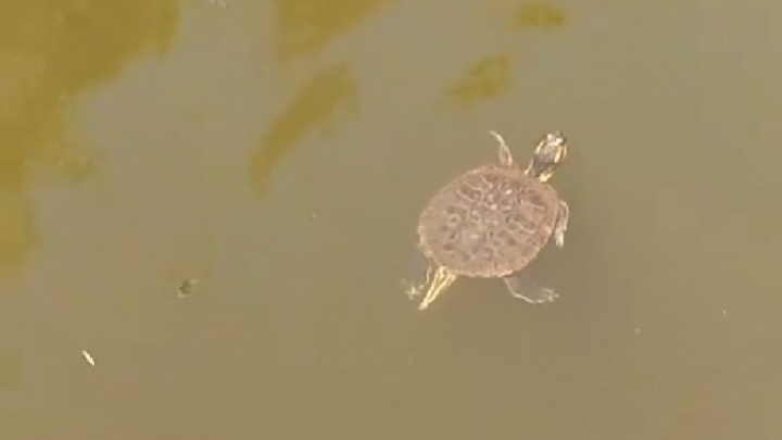 В Исети напротив логова черепашек-ниндзя обнаружили плавающую красноухую черепаху