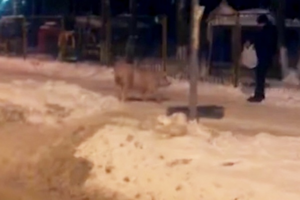 Хрюшке не понравилось чрезмерное внимание прохожих Хрюшке не понравилось чрезмерное внимание прохожих