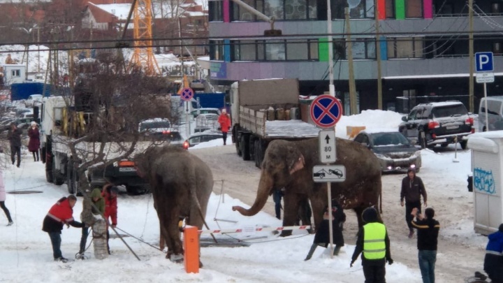 В Екатеринбурге из цирка сбежали слоны и парализовали движение в центре города