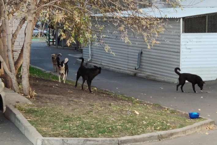 Стаю собак заметили в сквере по улице Шевченко