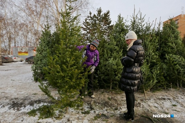 В этом году елки можно будет купить по 51 адресу В этом году елки можно будет купить по 51 адресу