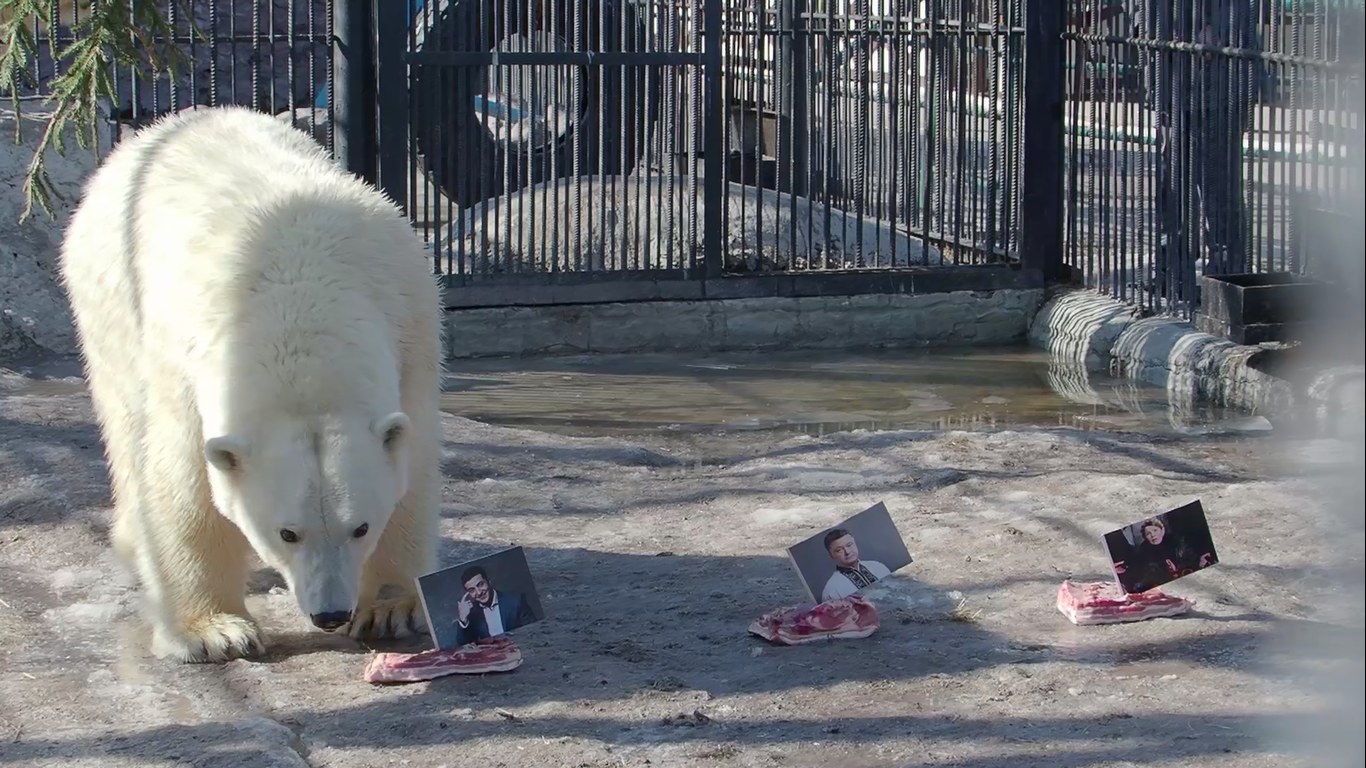 Russian zoo. Белые медведи в парке Горького. Медведь парк Островского. Медведь предсказатель футбольных матчей. Медведь Буян роев ручей.