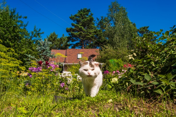 Котики тоже не хотят осень Котики тоже не хотят осень