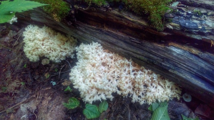 На тропе горы Таллы в Башкирии туристы нашли редкий коралловидный гриб