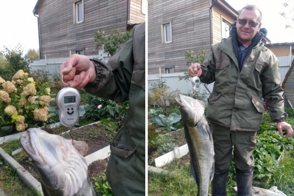 По словам рыбака, он выловил огромного судака из ямы в реке Бердь По словам рыбака, он выловил огромного судака из ямы в реке Бердь