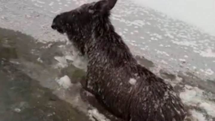 «Три волка пасли»: в Башкирии спасли лосенка, которого хищники загнали в реку