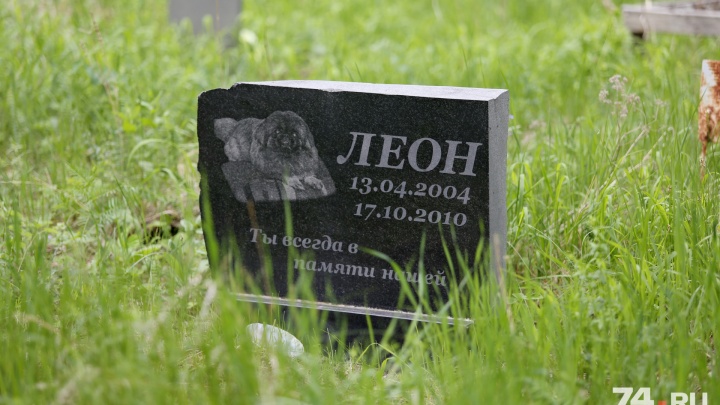 Поминки по Мурзику: челябинцы пожаловались на стихийное кладбище домашних животных