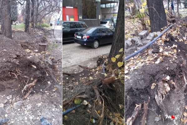 Из-за работ по благоустройству из-под земли показались корни деревьев Из-за работ по благоустройству из-под земли показались корни деревьев