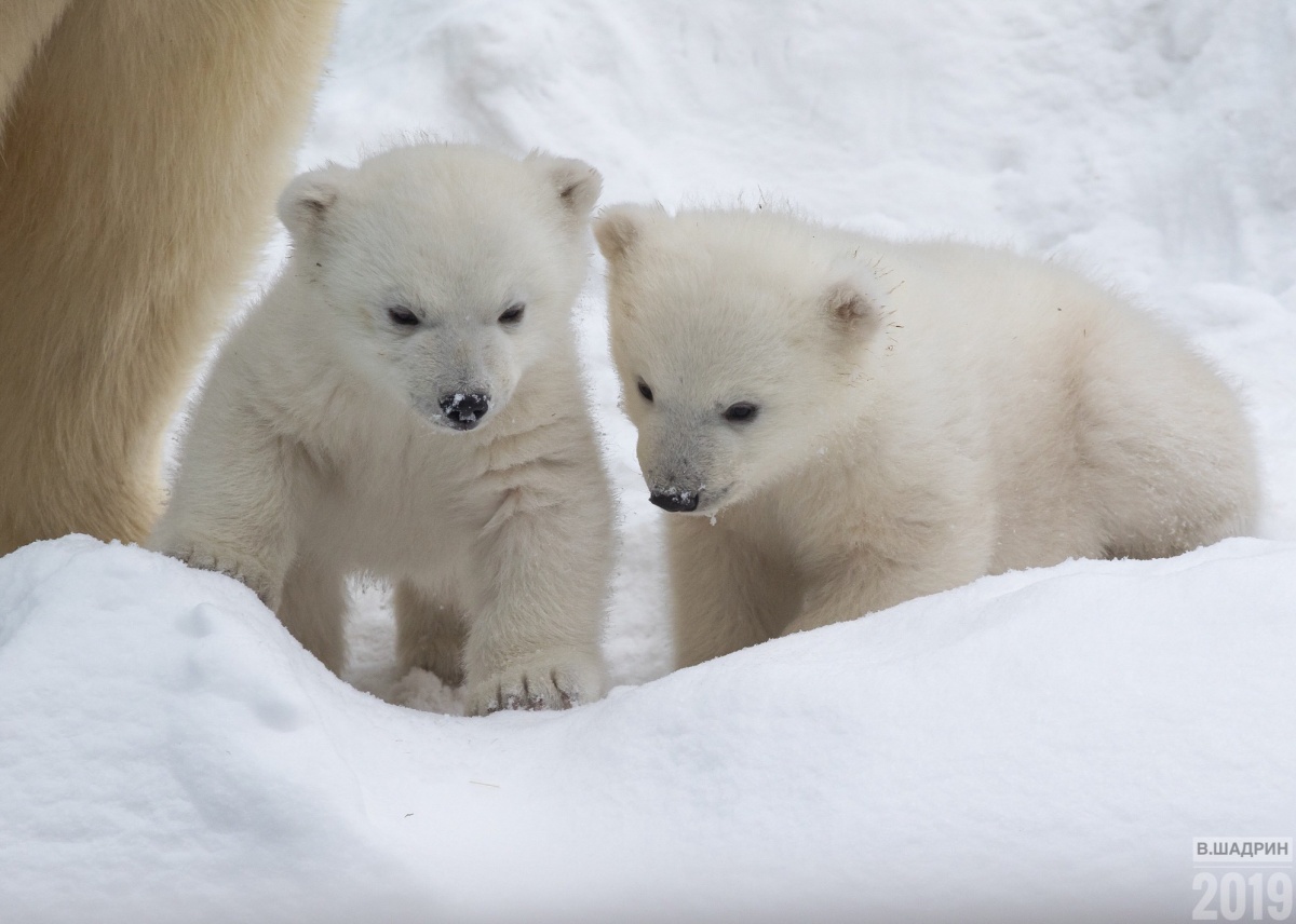 Наследник есть: в Новосибирском зоопарке определили пол белых медвежат