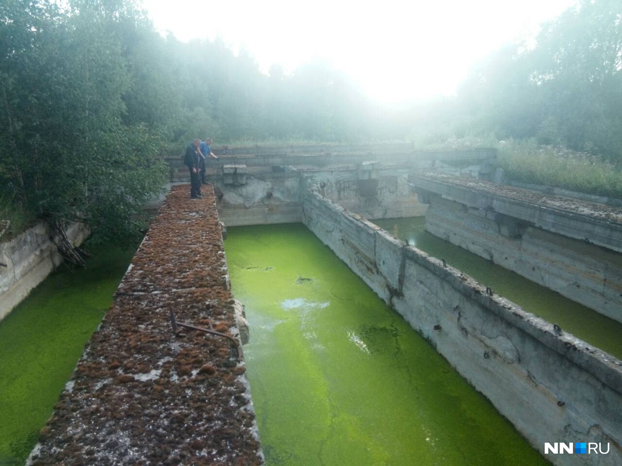 Дна не видно, все затянуто ряской Дна не видно, все затянуто ряской