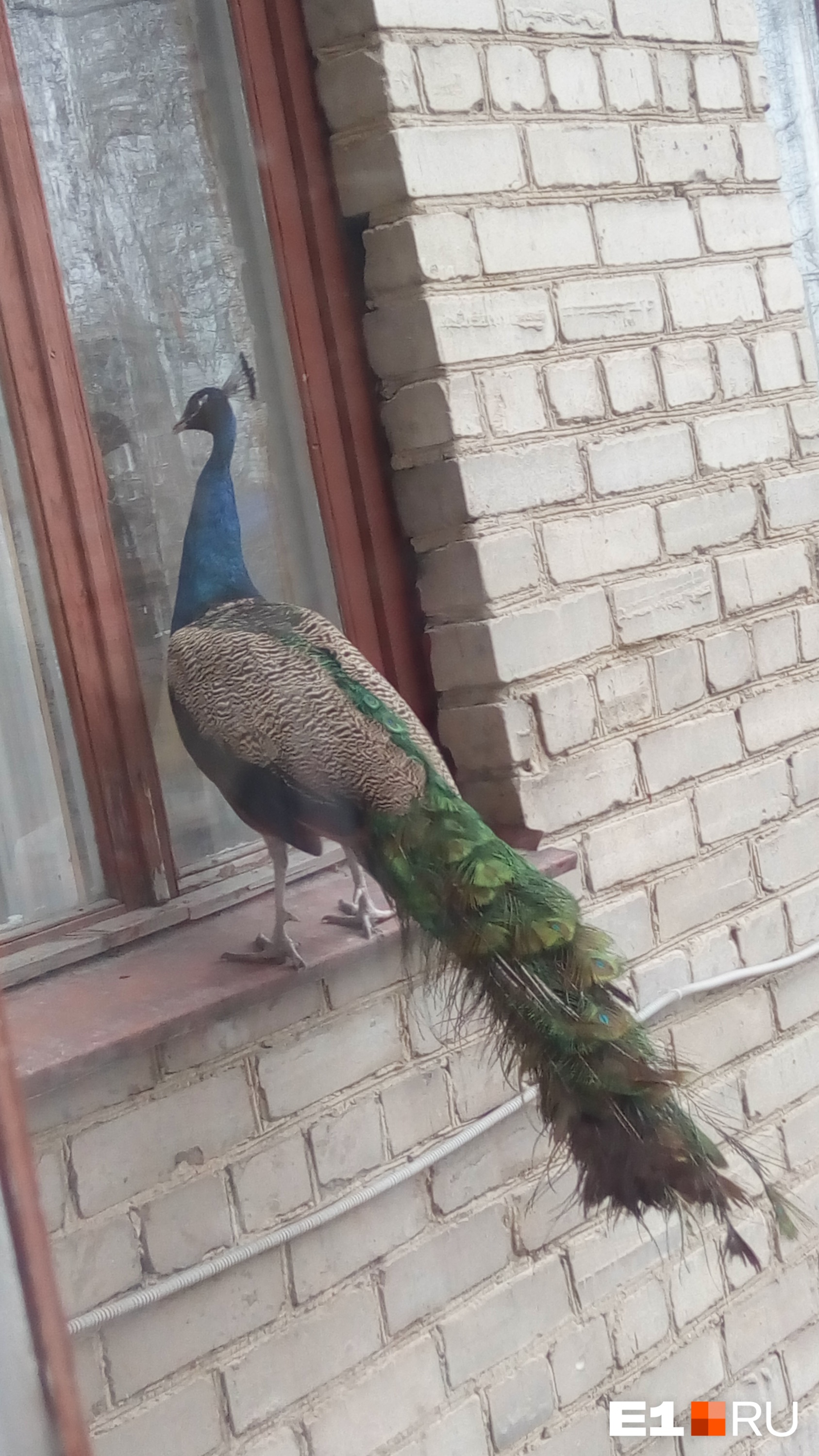 Все кинулись его фотографировать»: в школу на Эльмаше прилетел павлин |  06.05.2019 | Екатеринбург - БезФормата