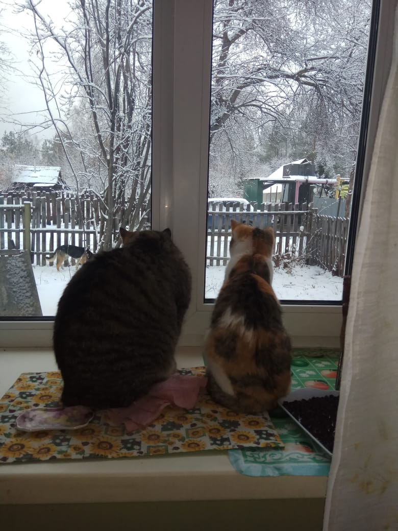 Коты в шоке. А вы? Коты в шоке. А вы?