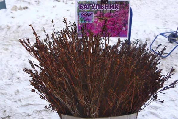 Букет можно купить возле станции метро «Заельцовская» Букет можно купить возле станции метро «Заельцовская»