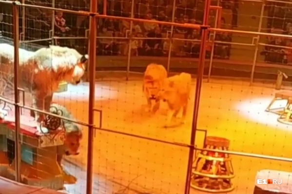 На льва, который пытался защищать самку, набросились два брата На льва, который пытался защищать самку, набросились два брата