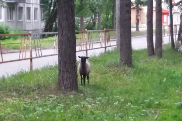 Барашек не давался в руки. Поймать его смогли только хозяева Барашек не давался в руки. Поймать его смогли только хозяева