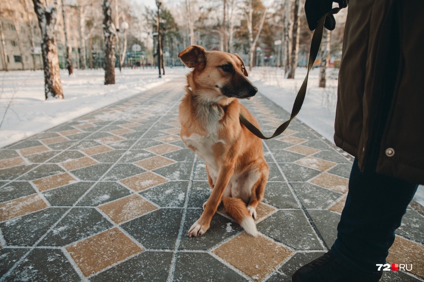 Секс С Собак Рассказать