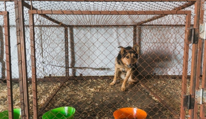Мэрия выделяет 2,5 миллиона на отлов бездомных собак по Красноярску