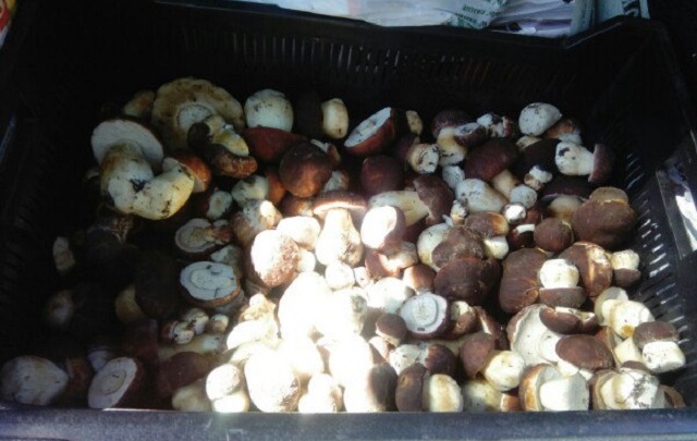 Четверо детей отравились грибами в Курганской области