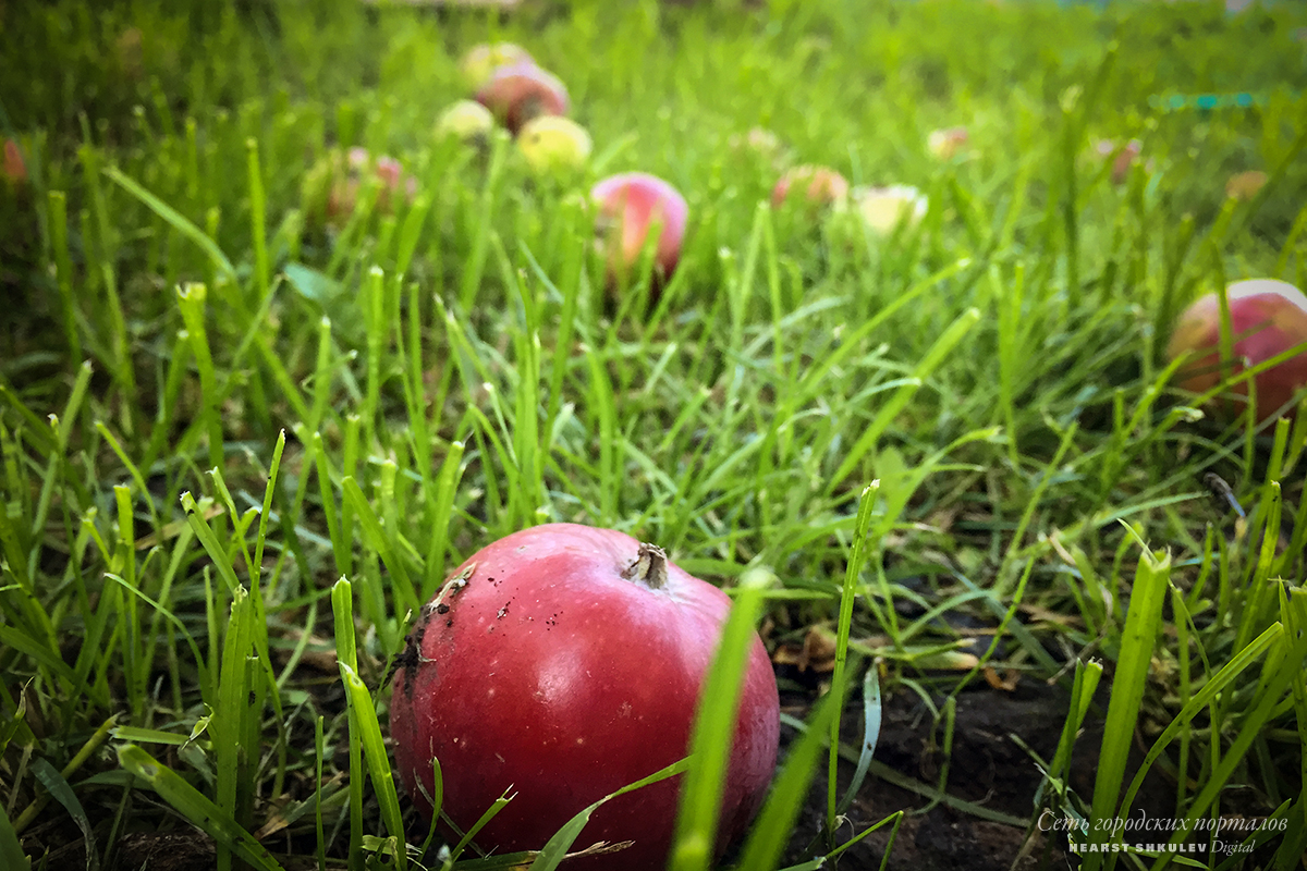 Шарлотка, варенье и пастила — далеко не всё, что можно сделать из яблок