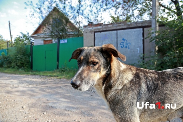 Бешенством заразилась домашняя кошка или собака Бешенством заразилась домашняя кошка или собака