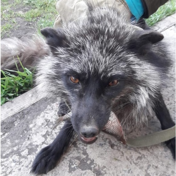 За лисой быстро приехали и увезли её в переноске За лисой быстро приехали и увезли её в переноске