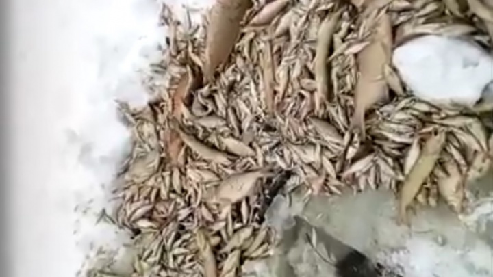 Уралец достал из-подо льда реки Пышмы несколько сотен мертвых рыб. Прокуратура начала проверку