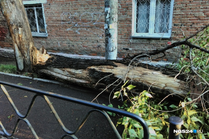 Половину дерева выломало и повалило на землю