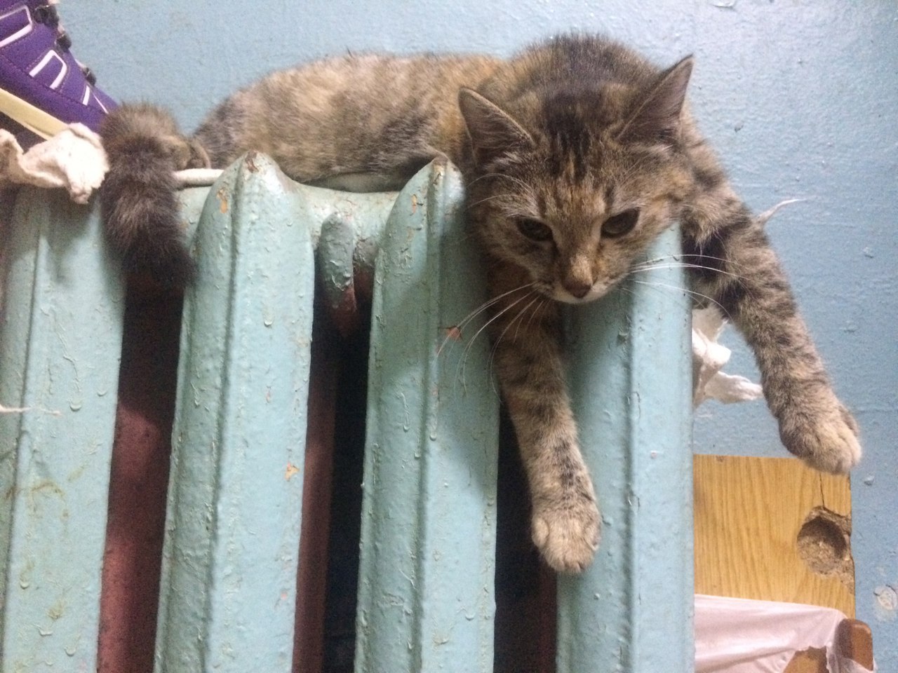 Кошечка Люся была беременна Кошечка Люся была беременна