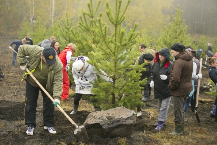 Большое количество деревьев в Красноярске высаживали перед Универсиадой