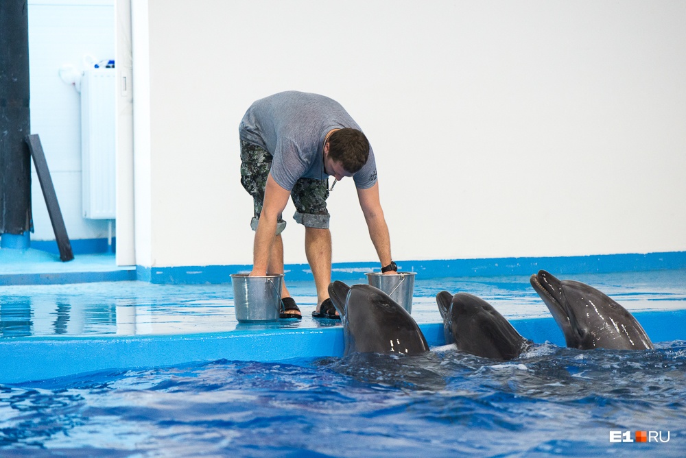 Морского котика уводят, и снова возвращаются дельфины