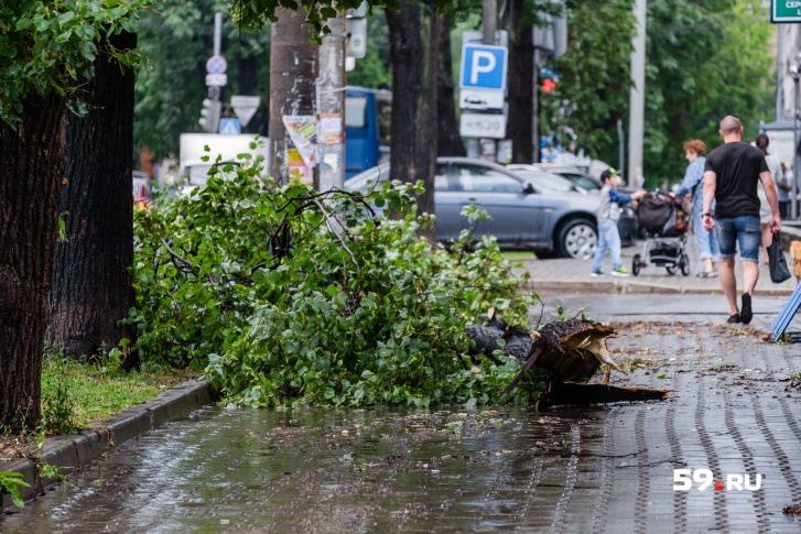 Ураган в Перми повалил 54 дерева