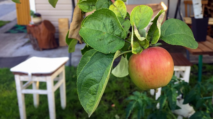 Жарим ягоды, крутим помидоры: 10 нескучных способов борьбы с домашним урожаем