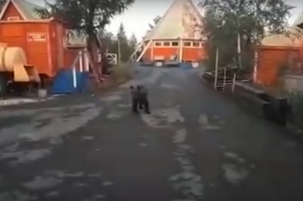 Медведь с интересом рассматривал полицейских, которые его прогоняли Медведь с интересом рассматривал полицейских, которые его прогоняли