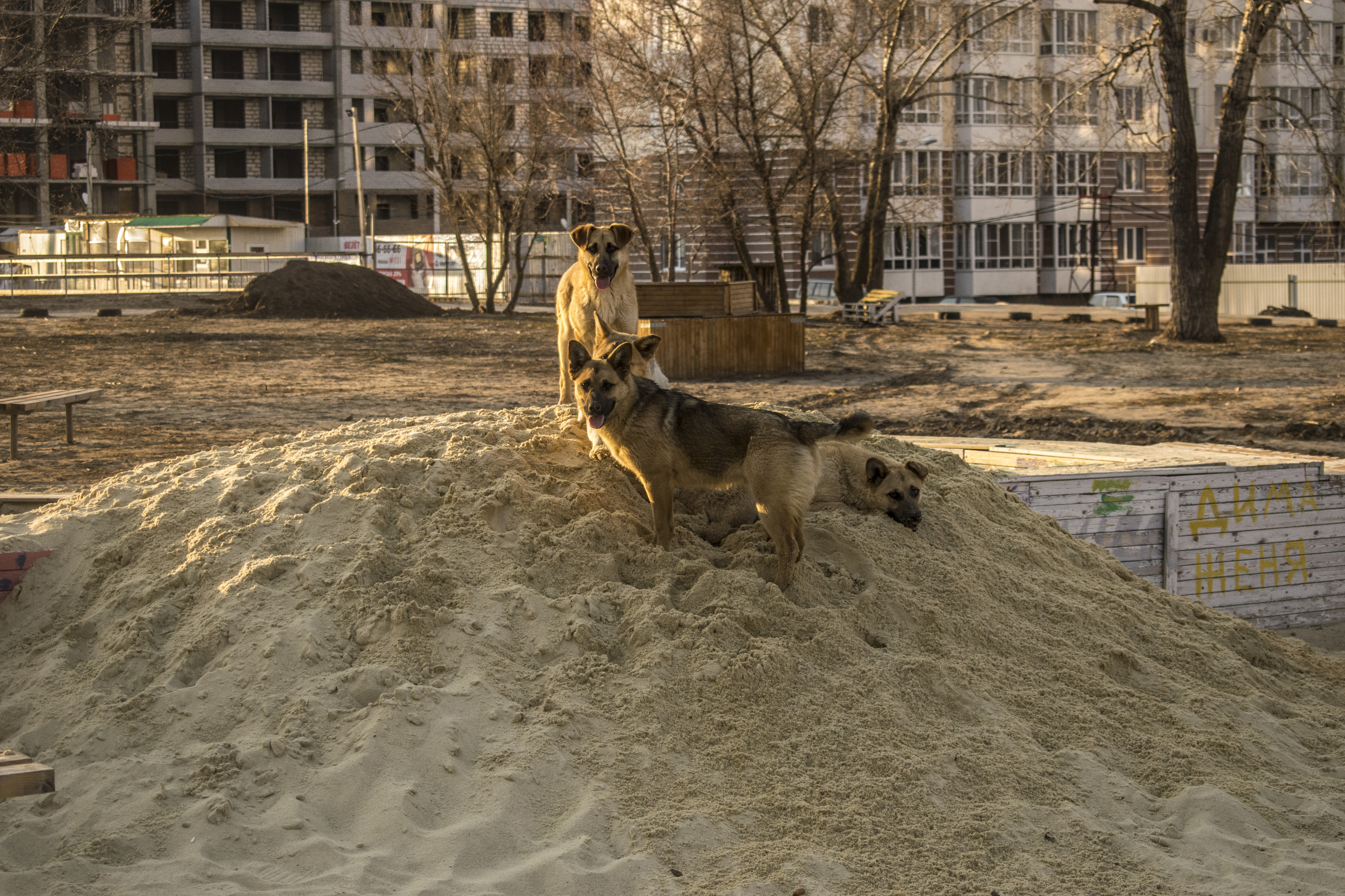 Город без собак. Бродячие собаки в Волгограде. Бездомные собаки Волгоград. Стаи бродячих собак Волгоград.