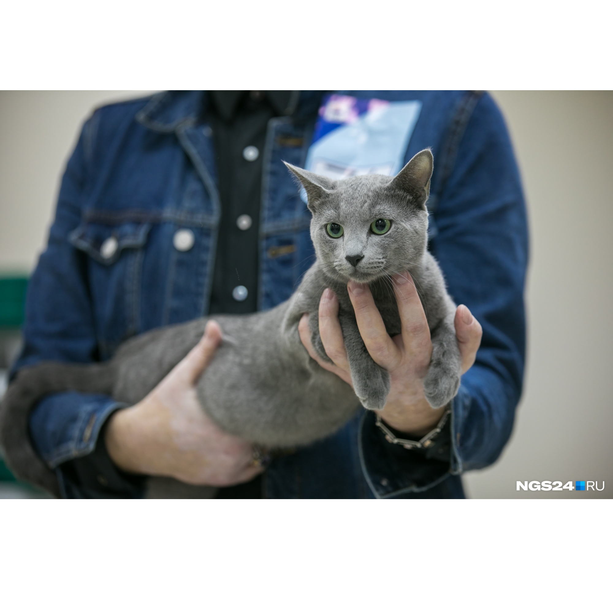 Русский голубой кот по имени Лавр. Цена таких кошек колеблется от 8 до 35 тысяч рублей, а еще это одна из самых старых пород, которая, к тому же, совсем не пахнет Русский голубой кот по имени Лавр. Цена таких кошек колеблется от 8 до 35 тысяч рублей, а еще это одна из самых старых пород, которая, к тому же, совсем не пахнет 