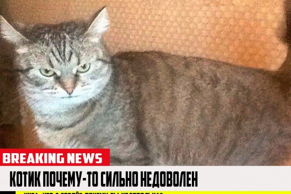 Новосибирцам придётся следить за тем, чтобы собаки не выли и не лаяли по ночам Новосибирцам придётся следить за тем, чтобы собаки не выли и не лаяли по ночам