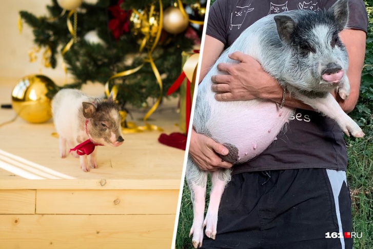 Убежавшая и счастливо нашедшаяся карликовая свинка Ася с разницей примерно в год