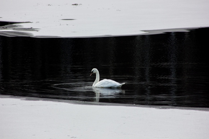 Лебедь практически уже не двигается с места, а озеро все больше замерзает<br>