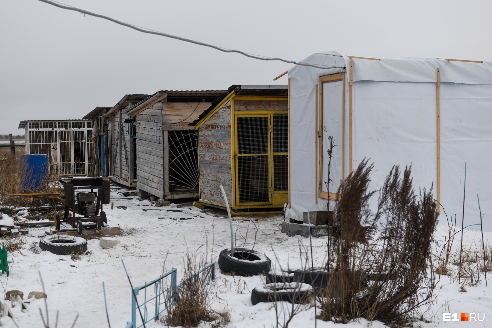 Собаки живут в вольерах по одному Собаки живут в вольерах по одному