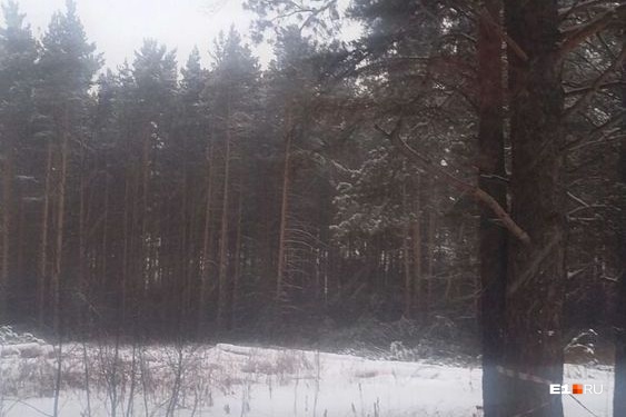 вырубке конопли вырубке конопли