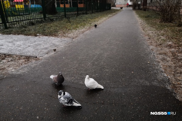 Людям вчера и сегодня особенно тяжело ходить на двух ногах. Остальным немного полегче Людям вчера и сегодня особенно тяжело ходить на двух ногах. Остальным немного полегче