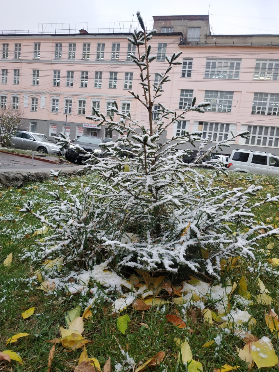 Этот фоторепортаж был бы неполным без маленькой заснеженной ёлочки Этот фоторепортаж был бы неполным без маленькой заснеженной ёлочки