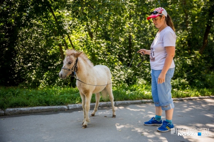 Запрет проката лошадей на улицах города нарушает закон о конкуренции
