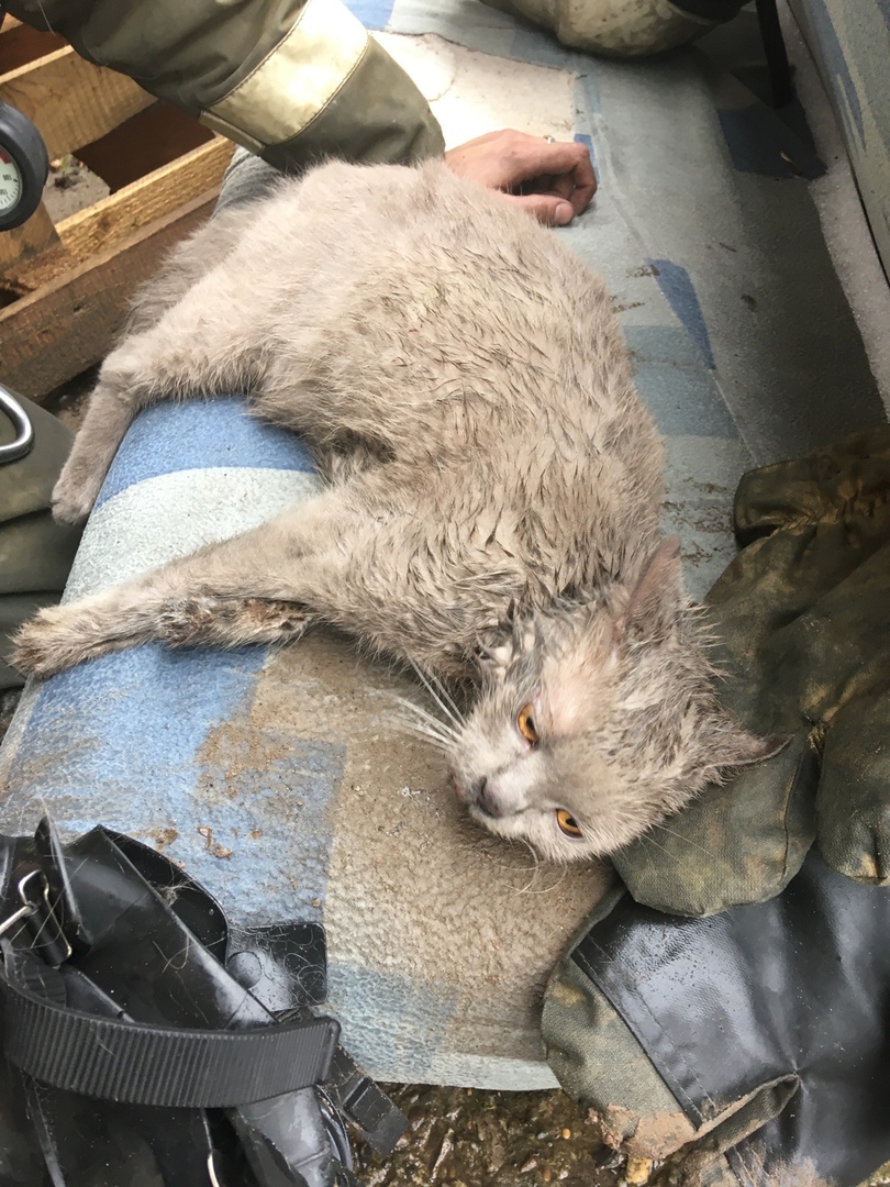 коронавирус у беременной кошки коронавирус у беременной кошки