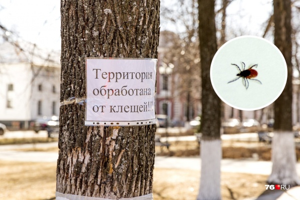 Клещей могло стать меньше из-за потопа, а комаров — из-за отсутствия снега зимой Клещей могло стать меньше из-за потопа, а комаров — из-за отсутствия снега зимой