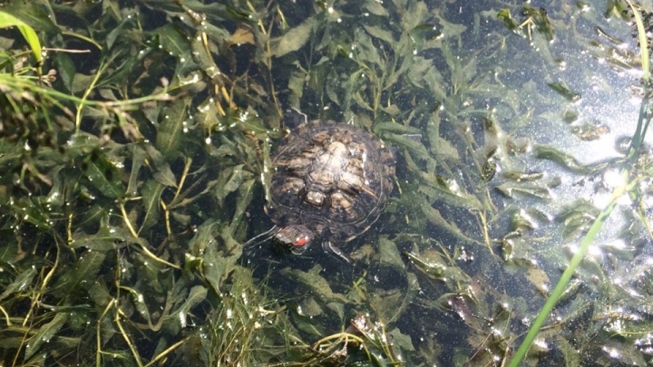 В пруду Черняевского леса заметили черепаху. Рассказываем, как её правильно ловить
