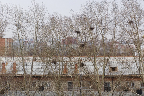 Грачи располагают свои гнёзда на деревьях Грачи располагают свои гнёзда на деревьях