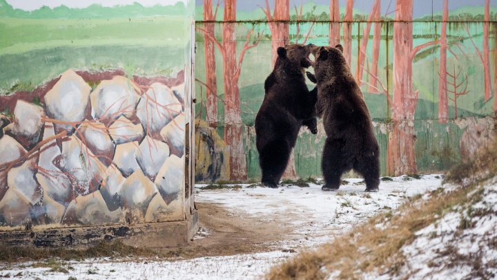 Как на самом деле спят медведи: в зоопарке Умка и Топтыжка ушли в берлогу на зимовку