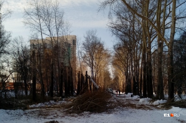 От тополей остались огрызки высотой пять-шесть метров От тополей остались огрызки высотой пять-шесть метров