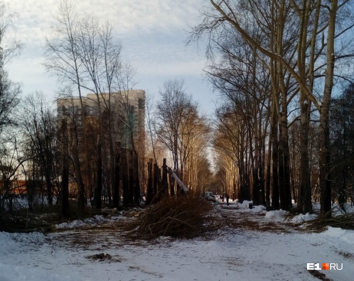 От тополей остались огрызки высотой пять-шесть метров От тополей остались огрызки высотой пять-шесть метров